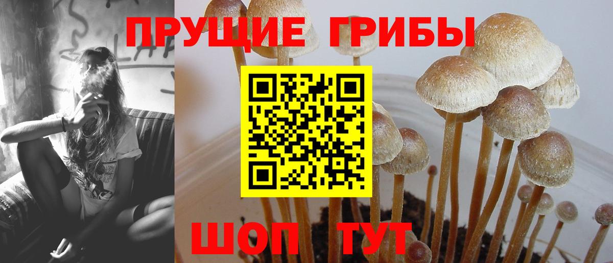 купить наркоту  Псилоцибиновые грибы Magic Shrooms  Вход с VPN  Галлюциногенные грибы Psilocybe  Учалы 